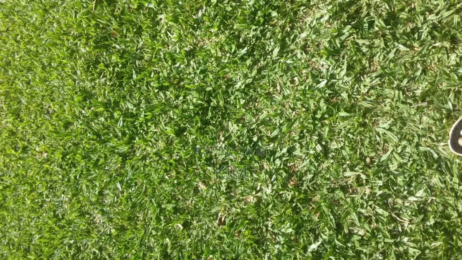 Pemba Grass