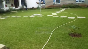 Arabica Grass