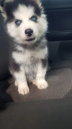 1-3 months Male Purebred Siberian Husky