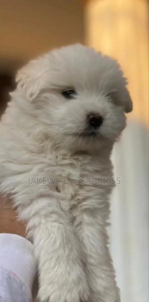 1-3 months Male Purebred Havanese - thumbnail 2