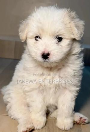 1-3 months Female Purebred Havanese - thumbnail 2