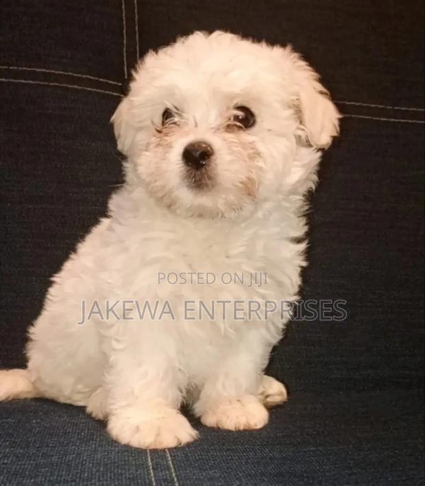 1-3 months Male Purebred Havanese - main view