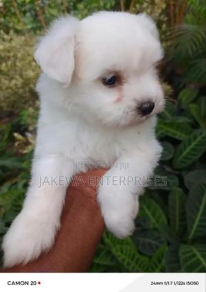 1-3 months Female Purebred Havanese - main view