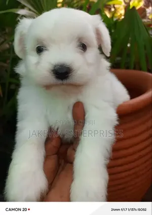 1-3 months Female Purebred Havanese