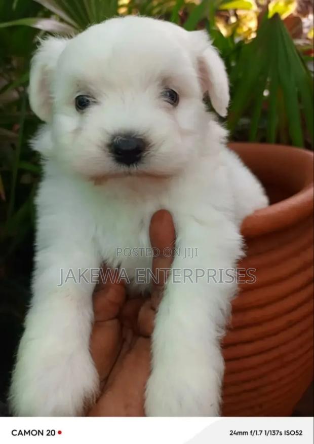 1-3 months Female Purebred Havanese - main view