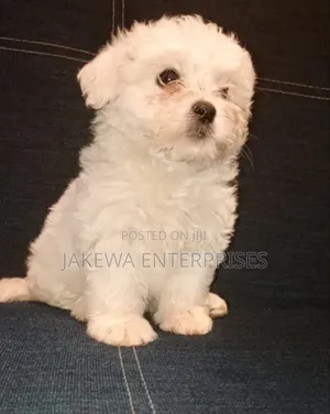 1-3 months Male Purebred Havanese