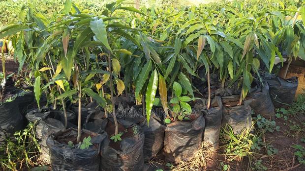 Indian Ashok Seedlings - thumbnail 9