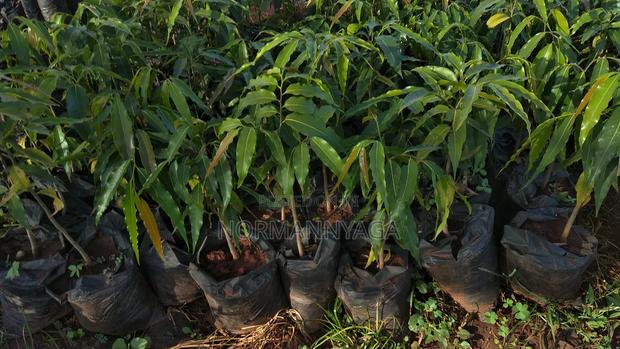 Indian Ashok Seedlings - thumbnail 10