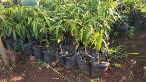 Indian Ashok Seedlings - thumbnail 2