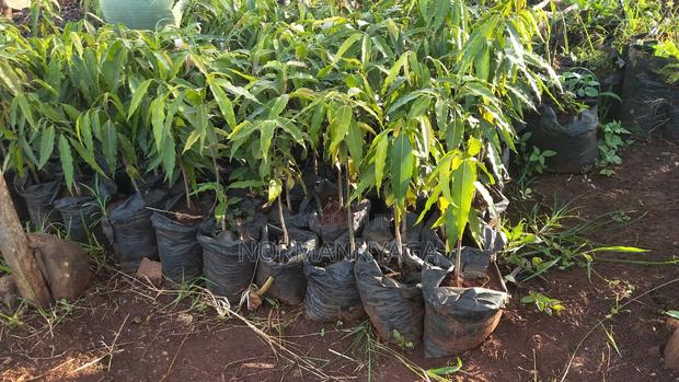 Indian Ashok Seedlings - main view