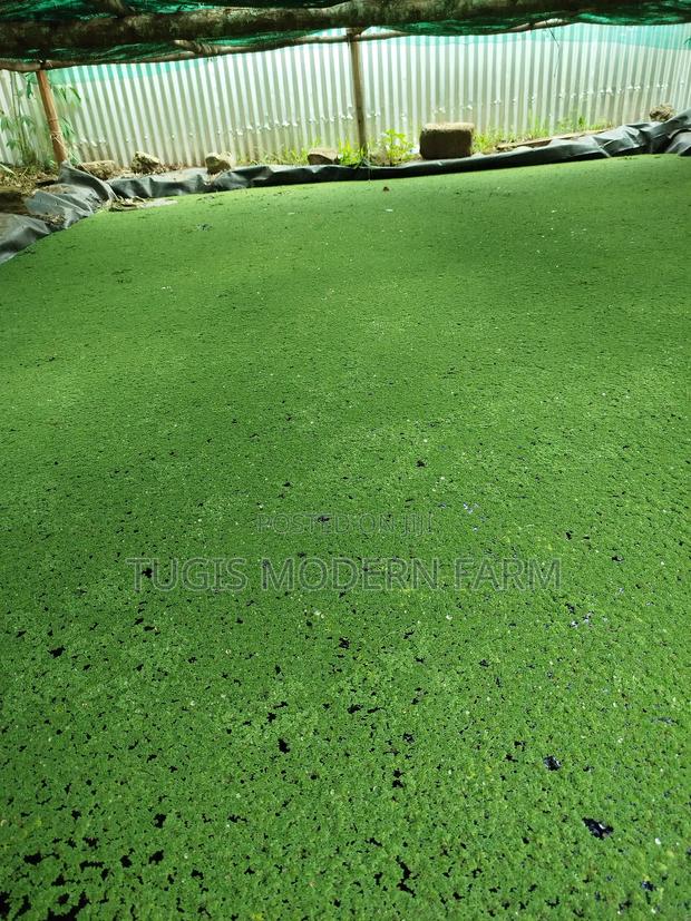 Azolla For Pond Propagation -2000ml Container - thumbnail 2