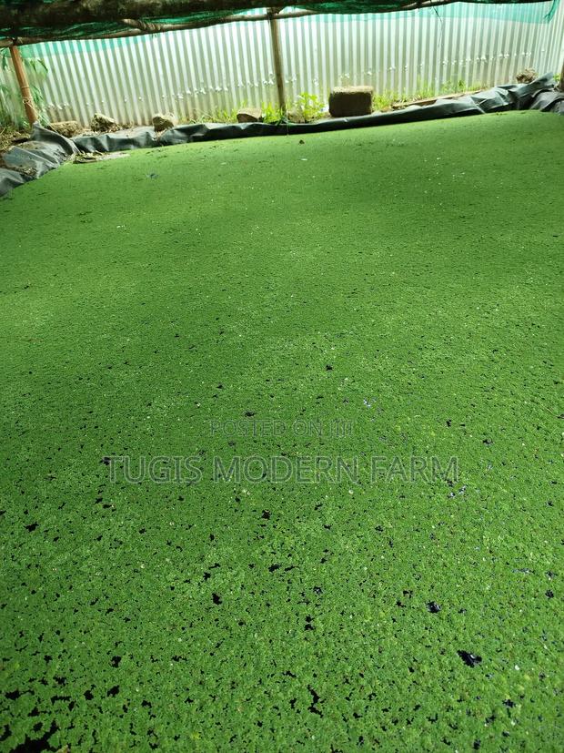 Azolla For Pond Propagation -2000ml Container - thumbnail 3