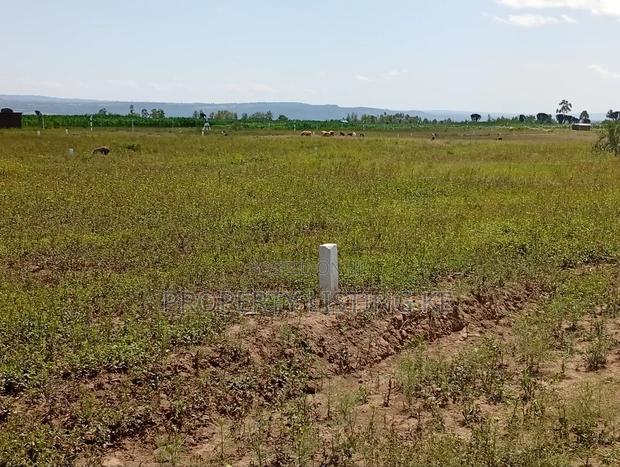 Mutaita 50 by 100 Plots - main view