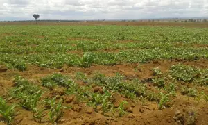 24,000 Acres With Water Is Available for Sale in Malindi