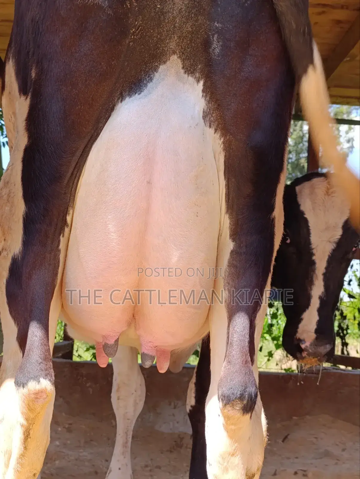 Pure Pedigree Friesian Freshly Calved