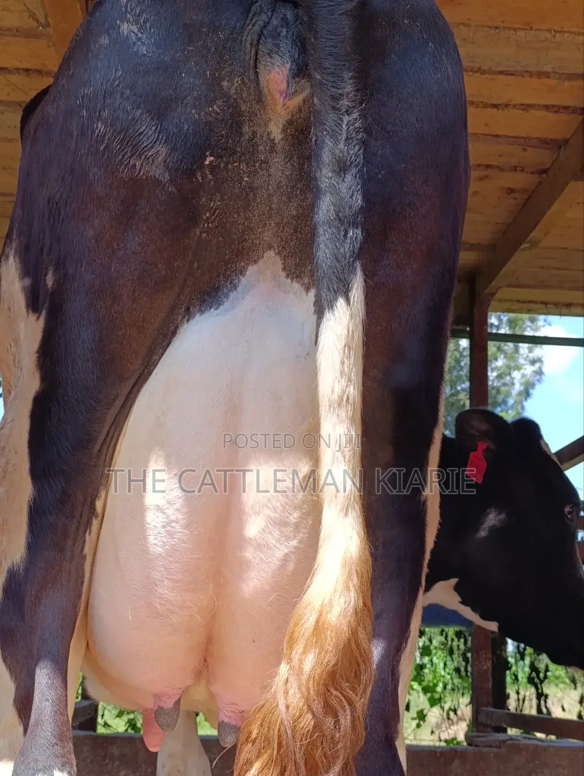 Pure Pedigree Friesian Freshly Calved