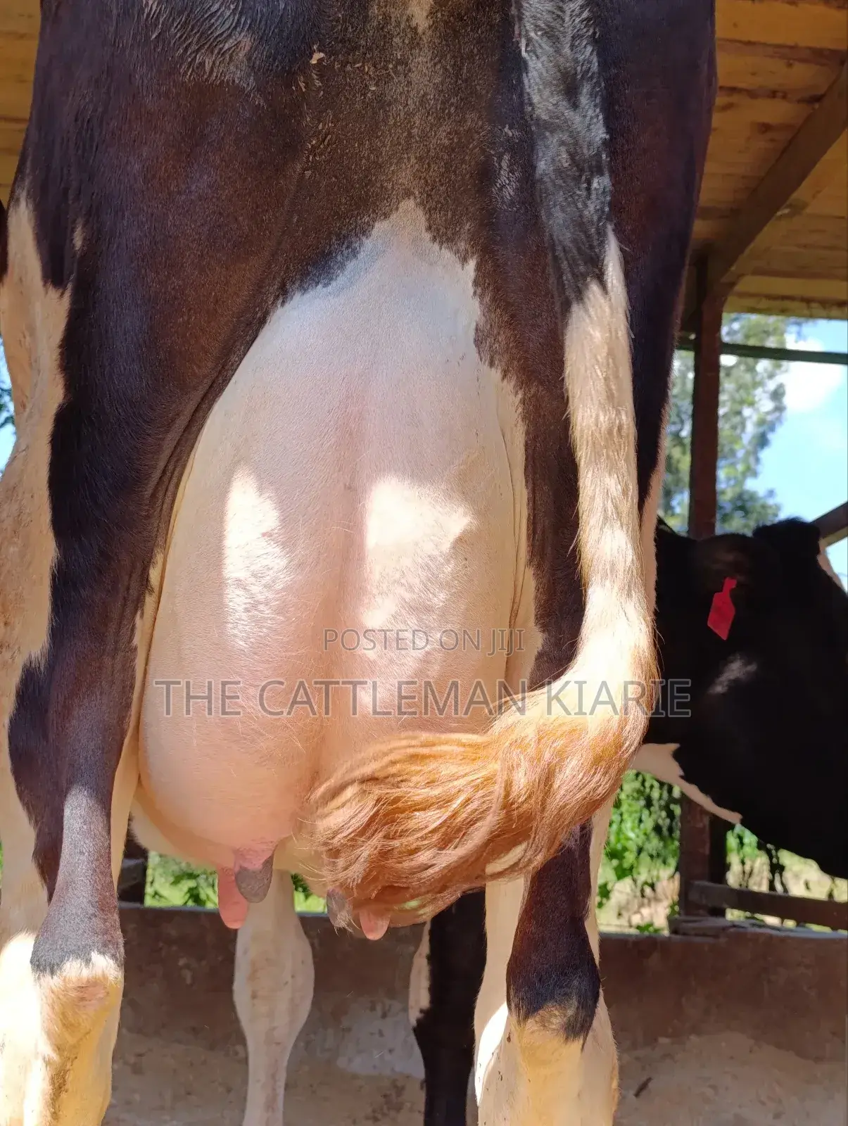Pure Pedigree Friesian Freshly Calved