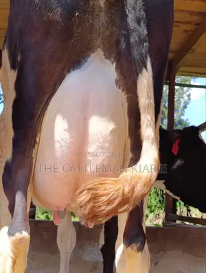 Pure Pedigree Friesian Freshly Calved