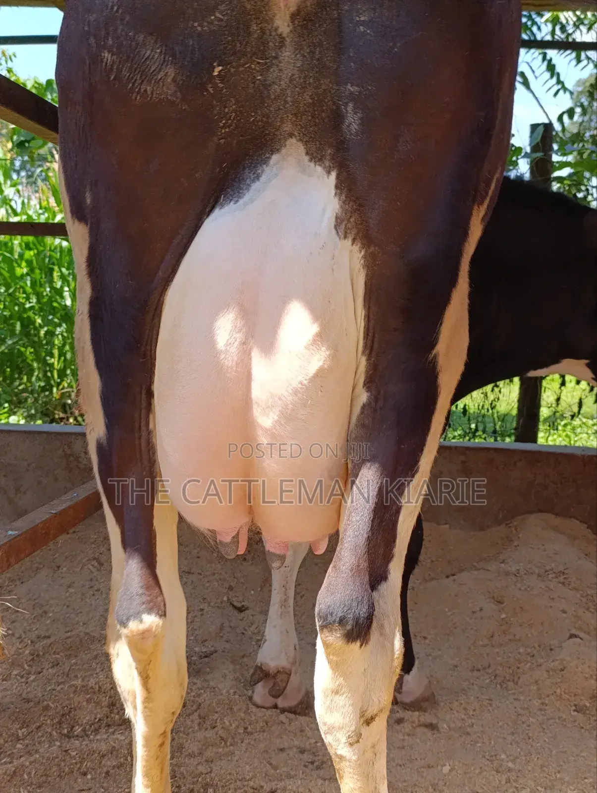 Pure Pedigree Friesian Freshly Calved