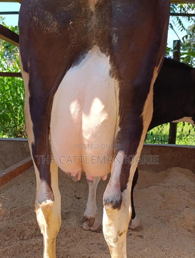 Pure Pedigree Friesian Freshly Calved - thumbnail 7