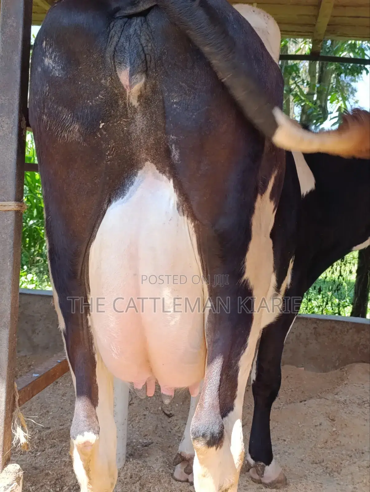 Pure Pedigree Friesian Freshly Calved