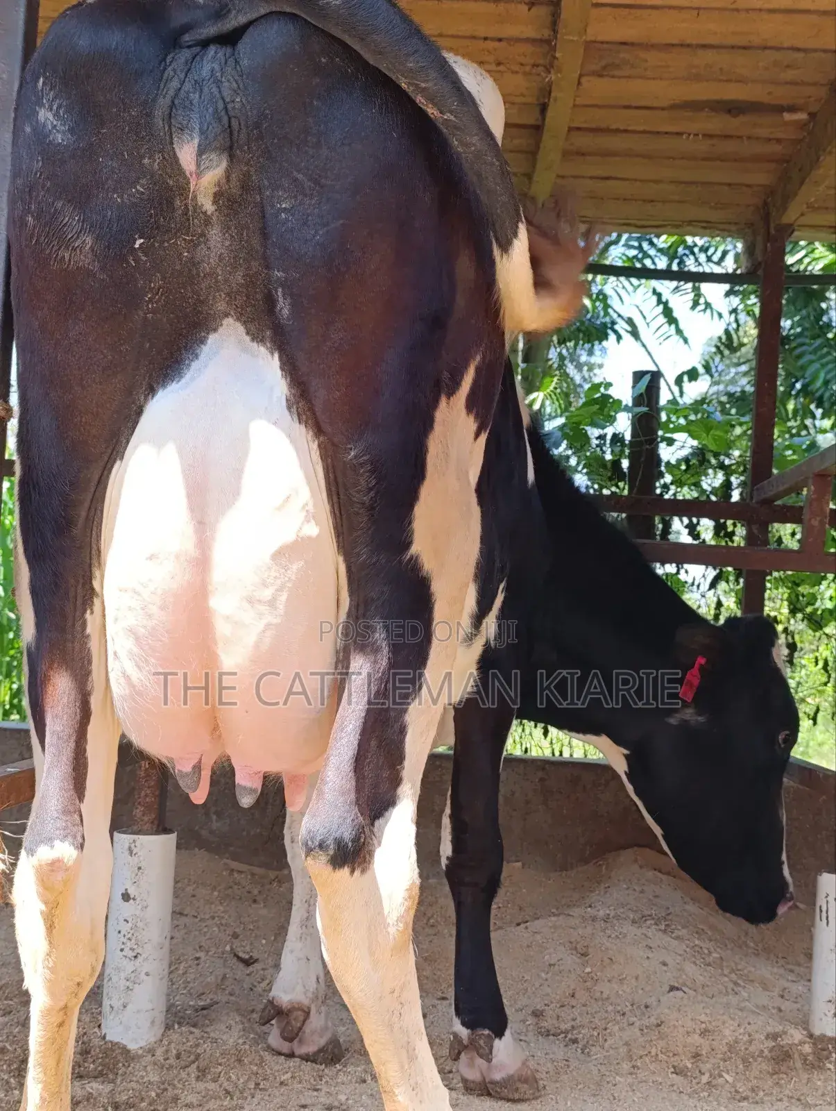Pure Pedigree Friesian Freshly Calved