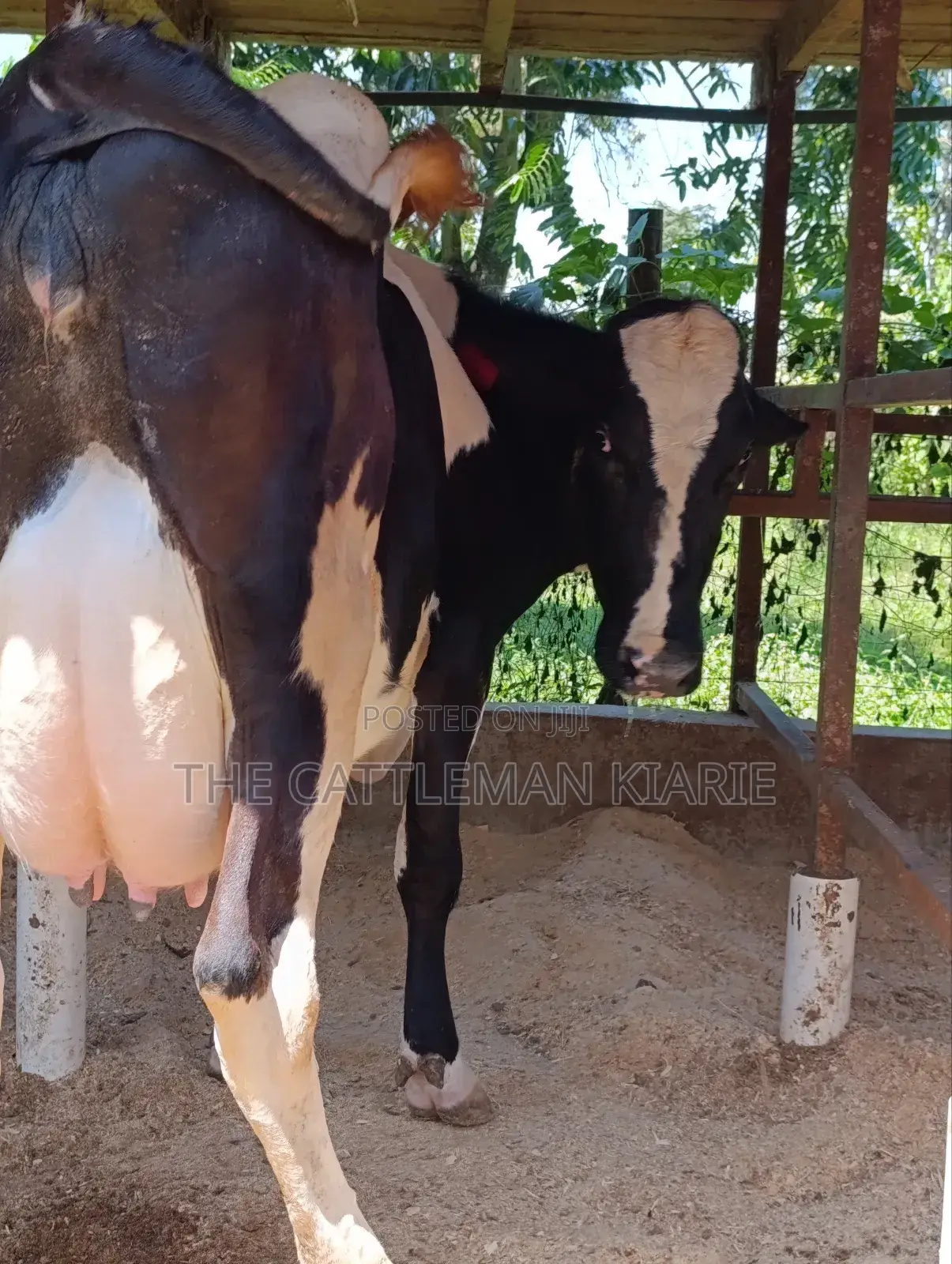 Pure Pedigree Friesian Freshly Calved