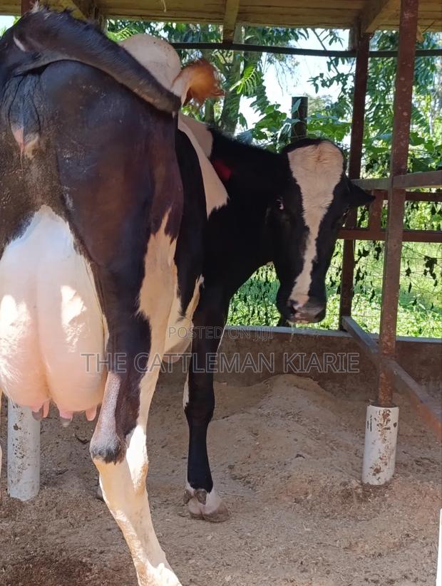 Pure Pedigree Friesian Freshly Calved