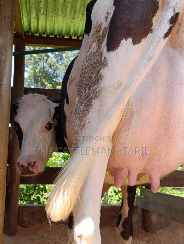 Ggi-Spermex Fleckvieh - main view