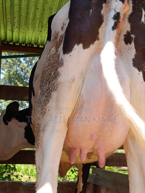 Ggi-Spermex Fleckvieh - thumbnail 3