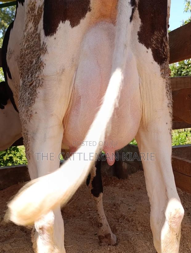 Ggi-Spermex Fleckvieh - thumbnail 4