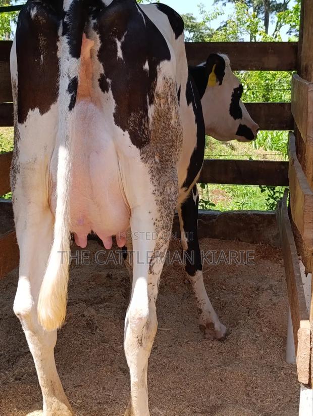 Ggi-Spermex Fleckvieh - thumbnail 5