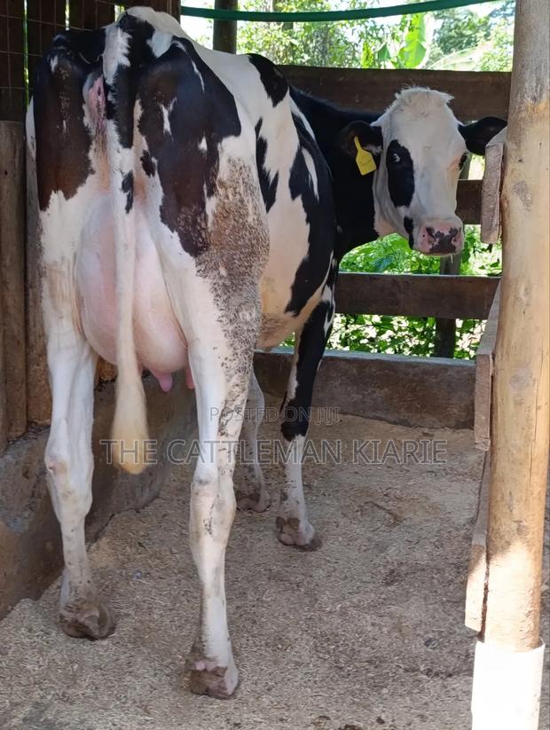 Ggi-Spermex Fleckvieh - thumbnail 6