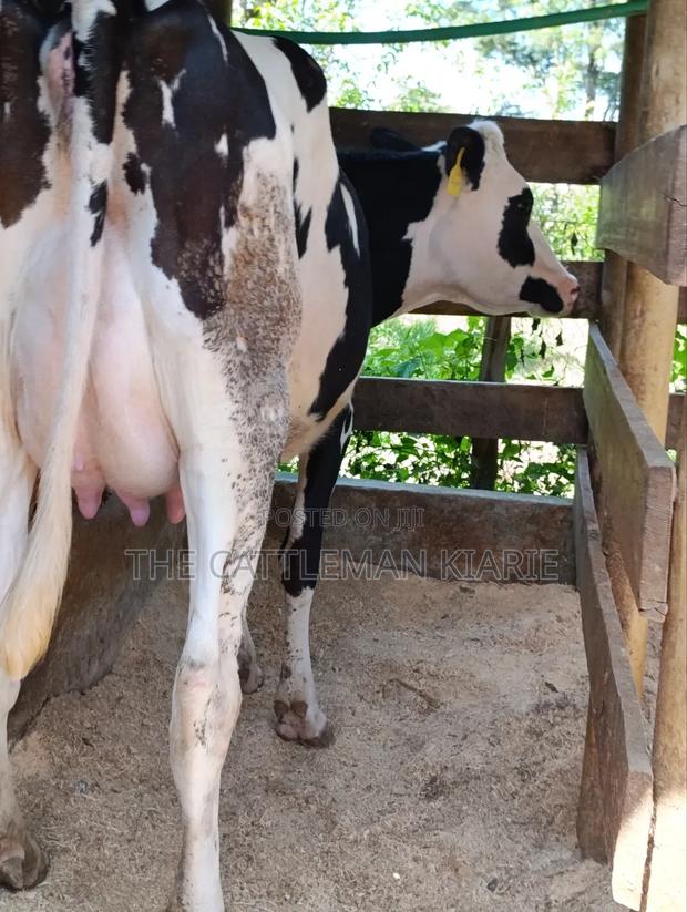 Ggi-Spermex Fleckvieh - thumbnail 7