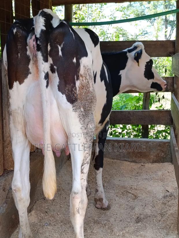 Ggi-Spermex Fleckvieh - thumbnail 8