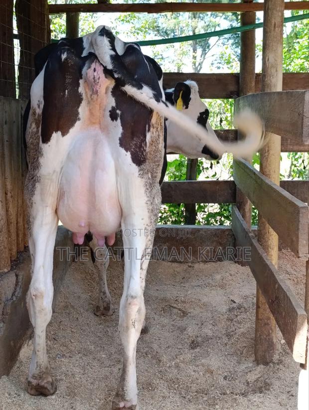 Ggi-Spermex Fleckvieh - thumbnail 9