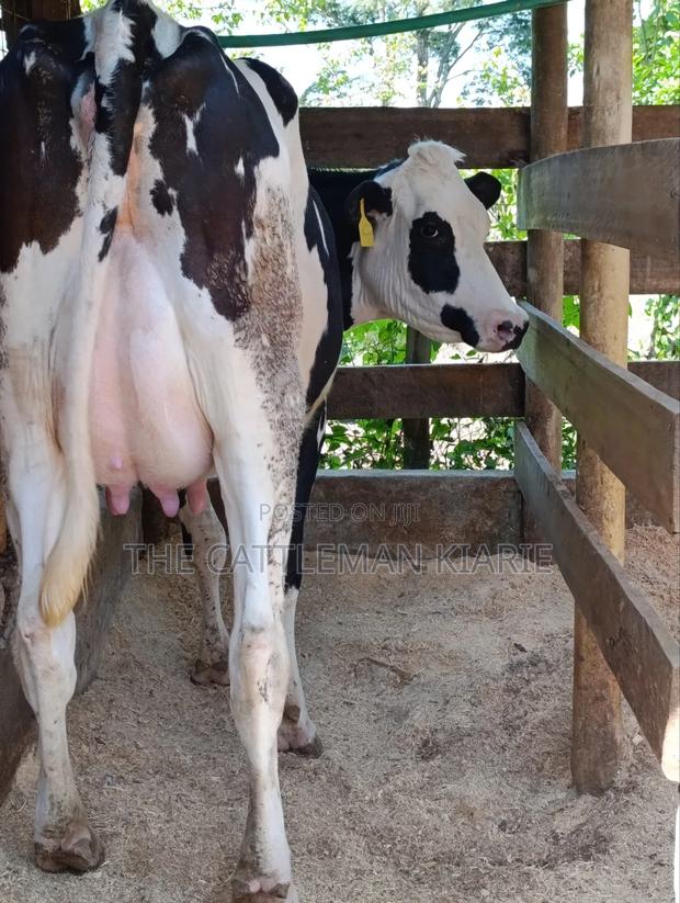 Ggi-Spermex Fleckvieh - thumbnail 10