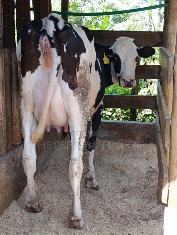 Ggi-Spermex Fleckvieh - thumbnail 11