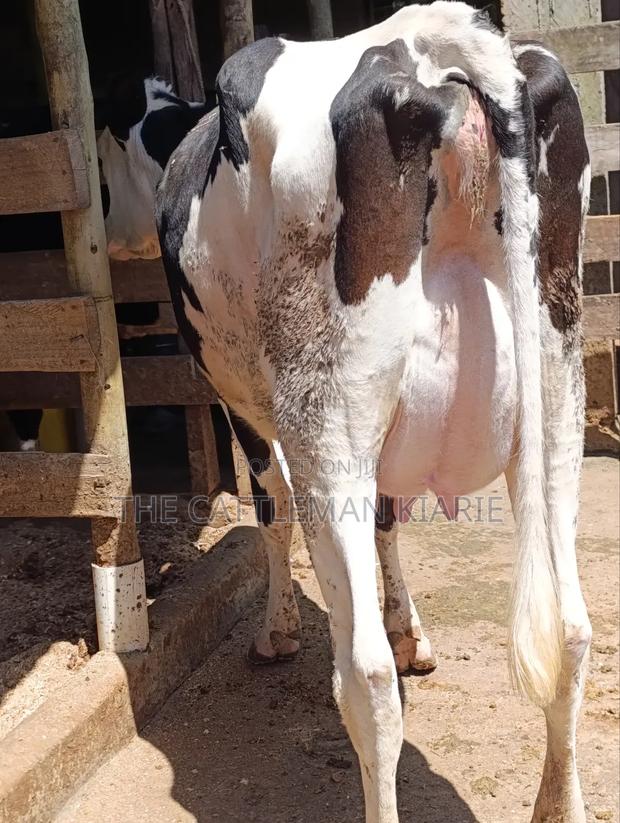 Ggi-Spermex Fleckvieh - thumbnail 12