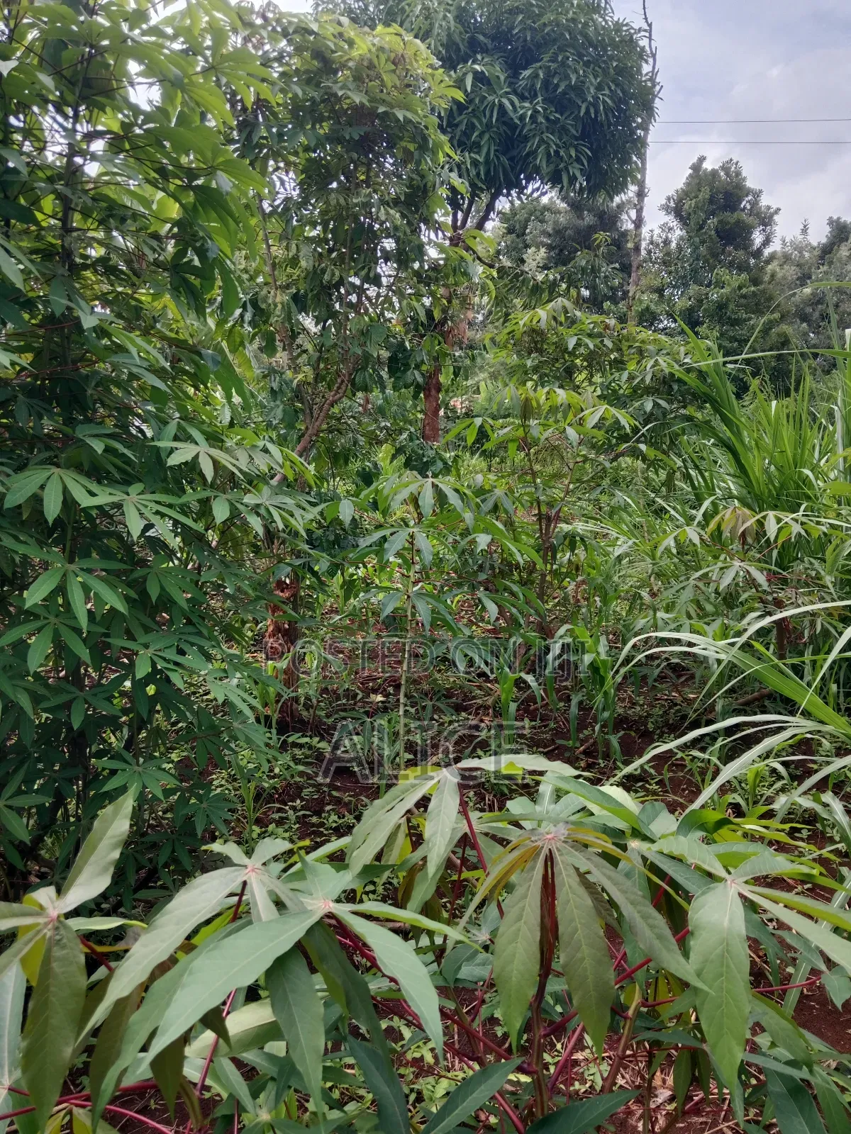 Plot Close to Chuka Town