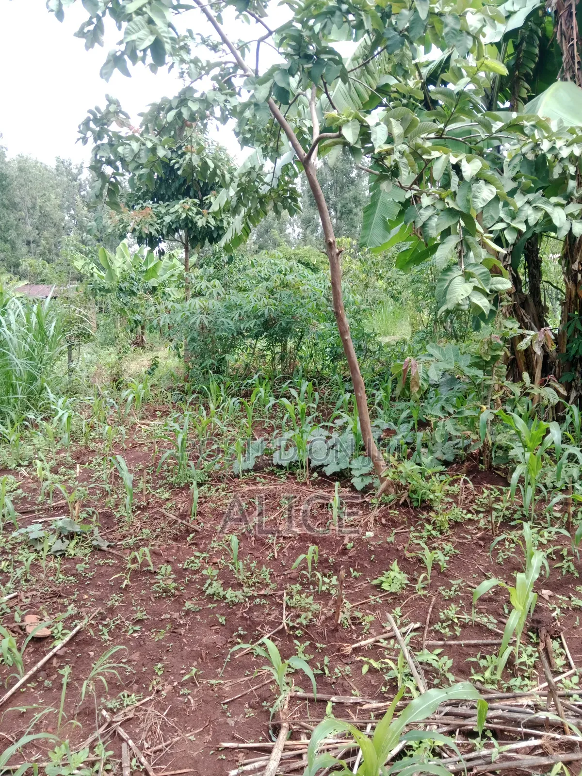 Plot Close to Chuka Town