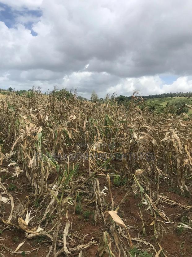 2acre Land for Sale in Vipingo Kadzinuni - thumbnail 8