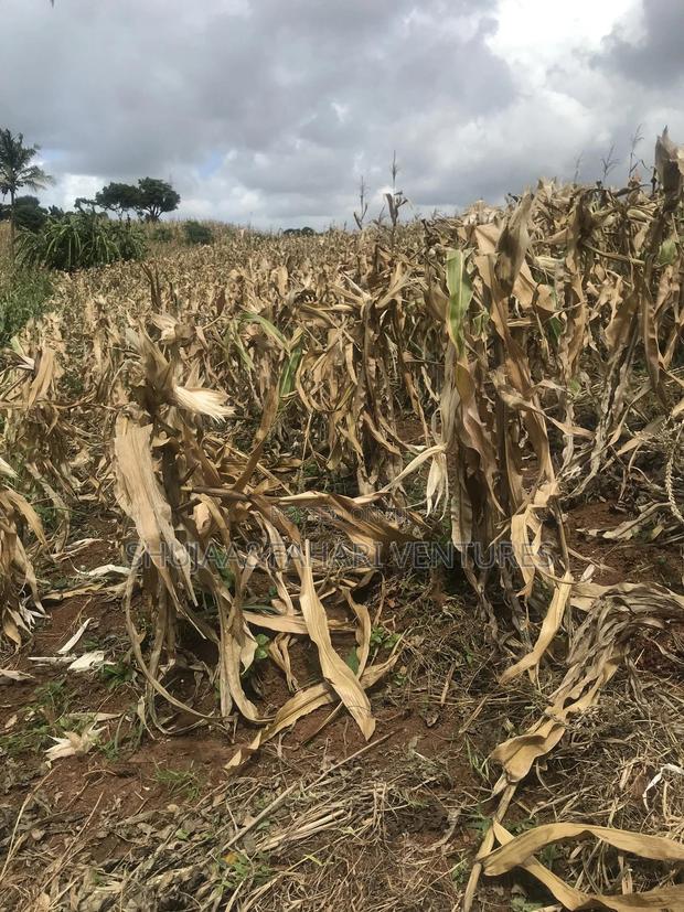 2acre Land for Sale in Vipingo Kadzinuni - thumbnail 4