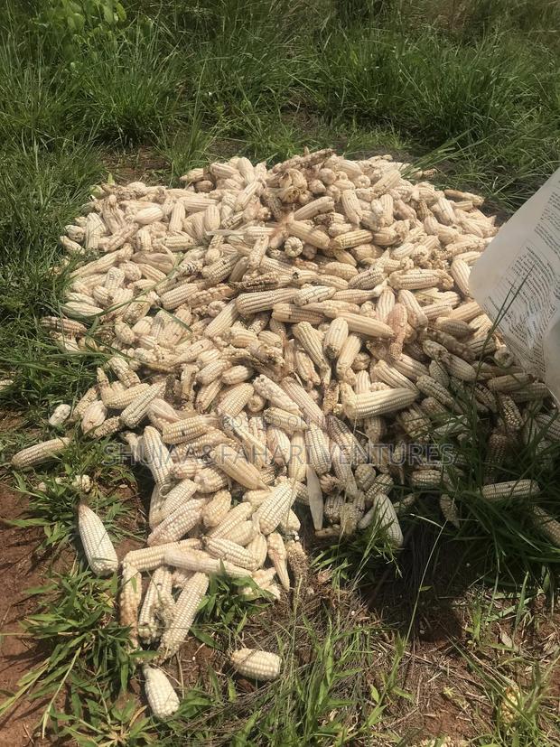 2acre Land for Sale in Vipingo Kadzinuni - thumbnail 9