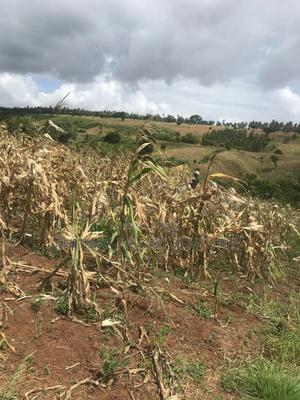 2acre Land for Sale in Vipingo Kadzinuni - thumbnail 2