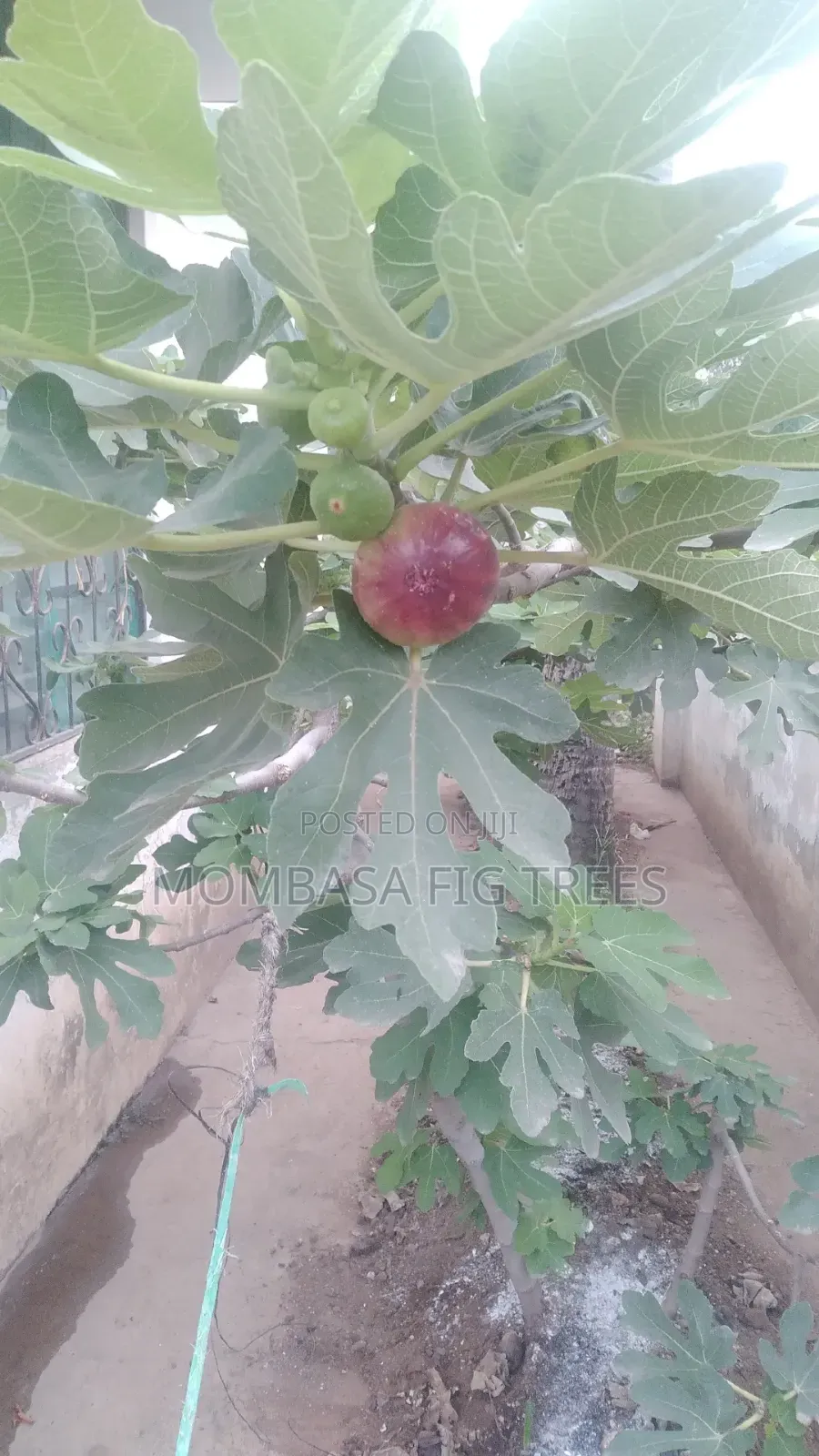 Fig Trees With Fruits