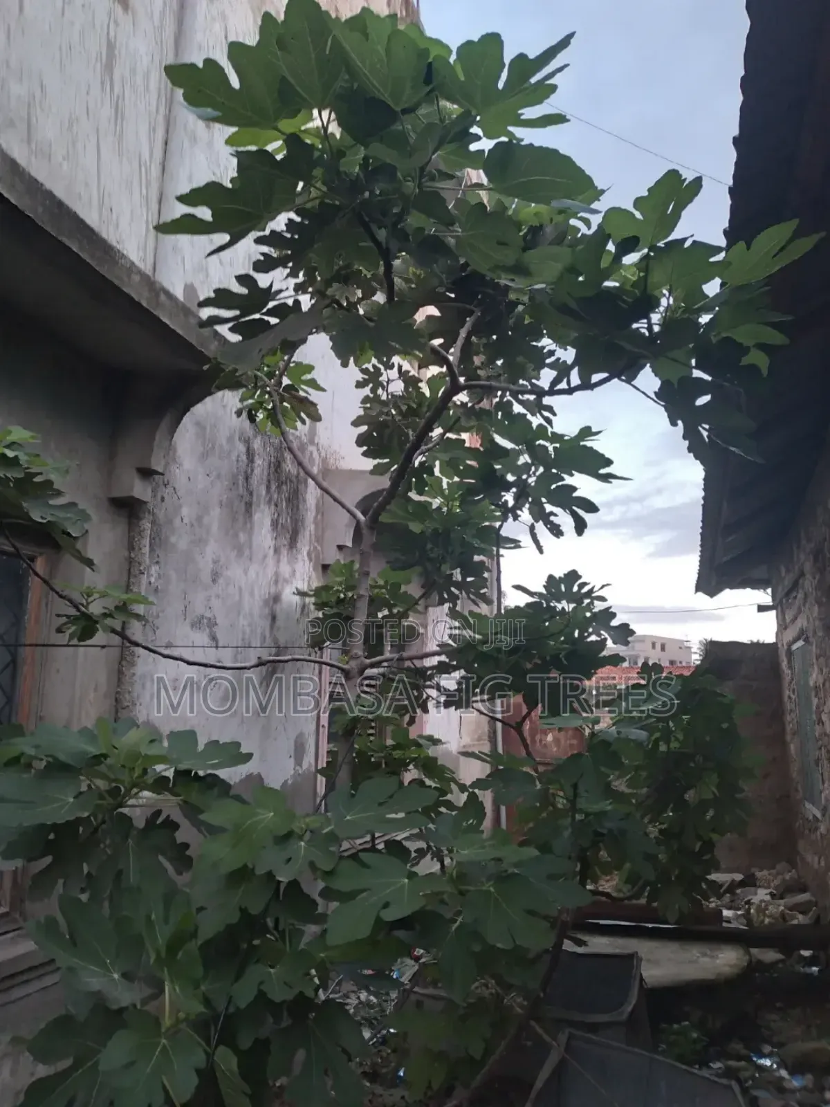 Fig Trees With Fruits