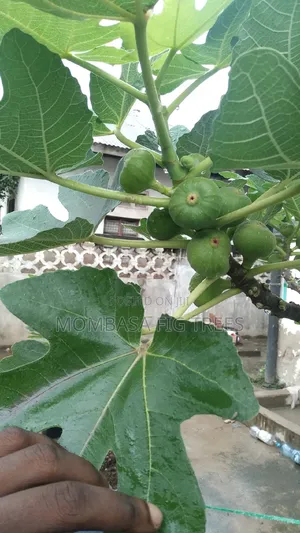 Fig Trees With Fruits