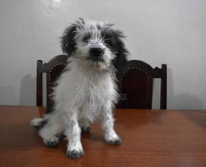 1+ year Female Mixed Breed Maltese - main view