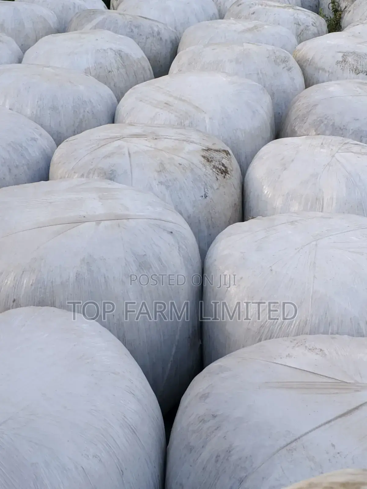 Silage Pure Full Corn